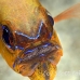 cardinalfish_ringtailed_gbb_mb_h_0229_png1558.jpg